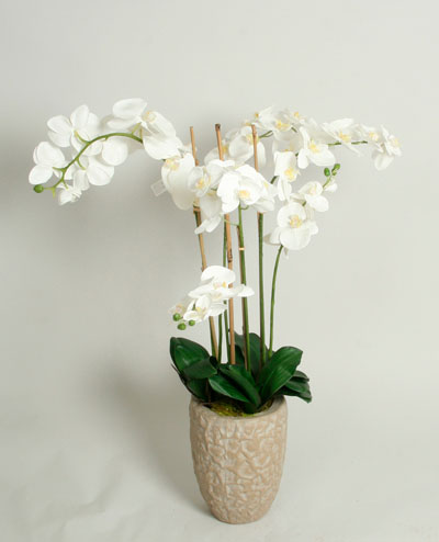 4054 Phalaenopsis 110cm